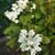 Exochorda racemosa 'Magical Springtime'