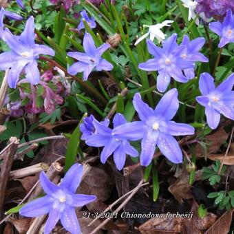 Chionodoxa forbesii