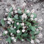 Persicaria tenuicaulis - Duizendknoop