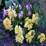 Hyacinthus orientalis 'Yellow Queen' - Hyacint