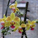 Phalaenopsis Baldan's Kaleidoscope 'Golden Treasure' - Orchidee