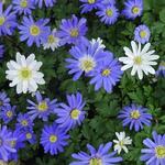 Anemone blanda Mix - Oosterse anemoon