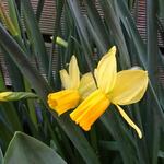 Narcissus Species - Botanische narcissen