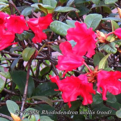 Tuinazalea - Rhododendron mollis (rood)