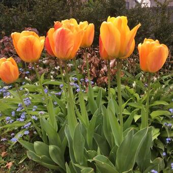Tulipa 'Beauty of Apeldoorn'