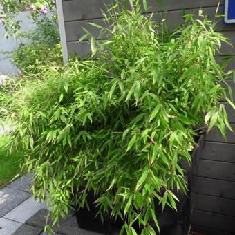 Jaar West Aanvrager Bamboe - Fargesia murieliae 'Bimbo'