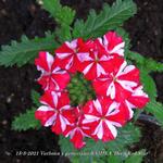 Verbena x peruviana SAMIRA 'Deep Red Star' - IJzerhard