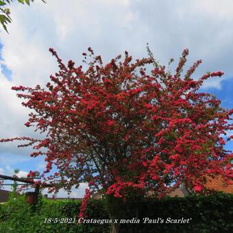 Crataegus x media 'Paul's Scarlet'