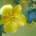 Fremontodendron 'California Glory' - Flanelstruik