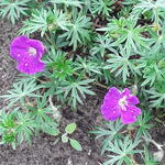 Geranium sanguineum 'Vision Violet' - Ooievaarsbek - Geranium sanguineum 'Vision Violet'