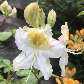 Rhododendron 'Ballerina'