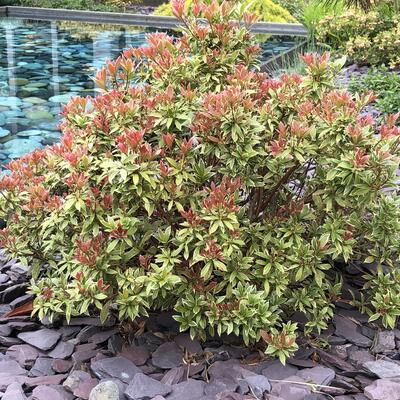 Rotsheide - Pieris japonica 'Little Heath'
