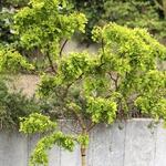 Robinia pseudoacacia 'Twisty Baby' - Valse acacia