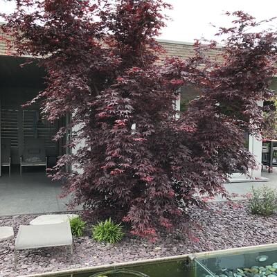 Japanse esdoorn - Acer palmatum 'Bloodgood'