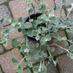 Helichrysum petiolare 'Blue Green Leaved' - Kerrieplant