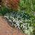 Erodium petraeum ssp. crispum 'Stephanie'