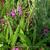 Bletilla striata purple variegated