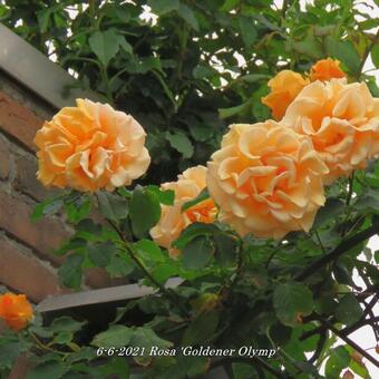 Rosa 'Goldener Olymp'