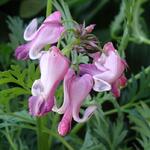 Dicentra 'Pink Diamonds' - Gebroken hartje, tranend hartje