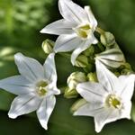 Triteleia hyacinthina - Triteleia 