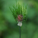 Allium vineale - Kraailook