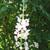 Verbascum blattaria f. albiflorum