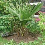Trachycarpus Takil - Palm