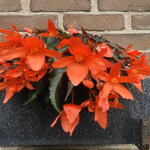 Begonia SUMMERWINGS 'Oranje Elegance' - Begonia