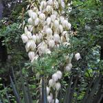 Yucca gloriosa var. tristis - Palmlelie