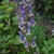 Aconitum 'Purple Sparrow'