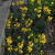 Erysimum linifolium 'Fragrant Sunshine'