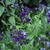 Salvia 'Nachtvlinder'