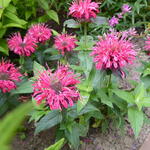 Monarda didyma 'BALMY Pink' - Bergamotplant