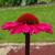 Echinacea purpurea 'SENSATION Pink'