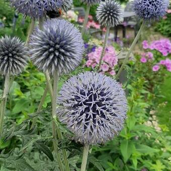 Echinops ritro