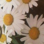 Chrysanthemum maximum nanum 'Silver Princess' - Dwergmargriet