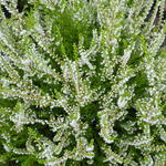Calluna vulgaris 'Gold Haze' - Zomerheide / struikheide/ knopbloeiende heide