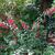 Fuchsia 'Bernisser Hardy'