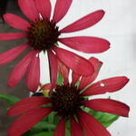 Echinacea DREAM 'Glowing Dream'  - Rode zonnehoed - Echinacea DREAM 'Glowing Dream' 