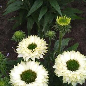 Echinacea SunSeekers 'White Perfection'