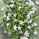 Isotoma fluviatilis 'White' - Sterbloem, tuinlobelia