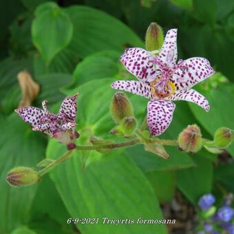 Tricyrtis formosana