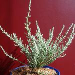 Olearia lepidophylla  - Olearia