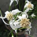 Rhynchospora alba - Witte snavelbies