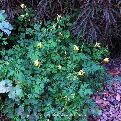 Helmbloem - Corydalis lutea