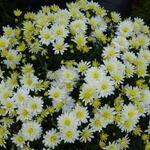 Chrysanthemum 'Bounty Blanc' - Herfstchrysant
