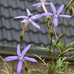 Isotoma axillaris 'Blue Star' - Isotoma, Laurentia