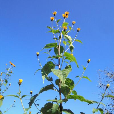 Aardpeer, Topinamboer - Helianthus tuberosus