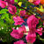 Bougainvillea