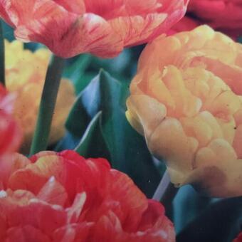 Tulipa 'Sunlover'